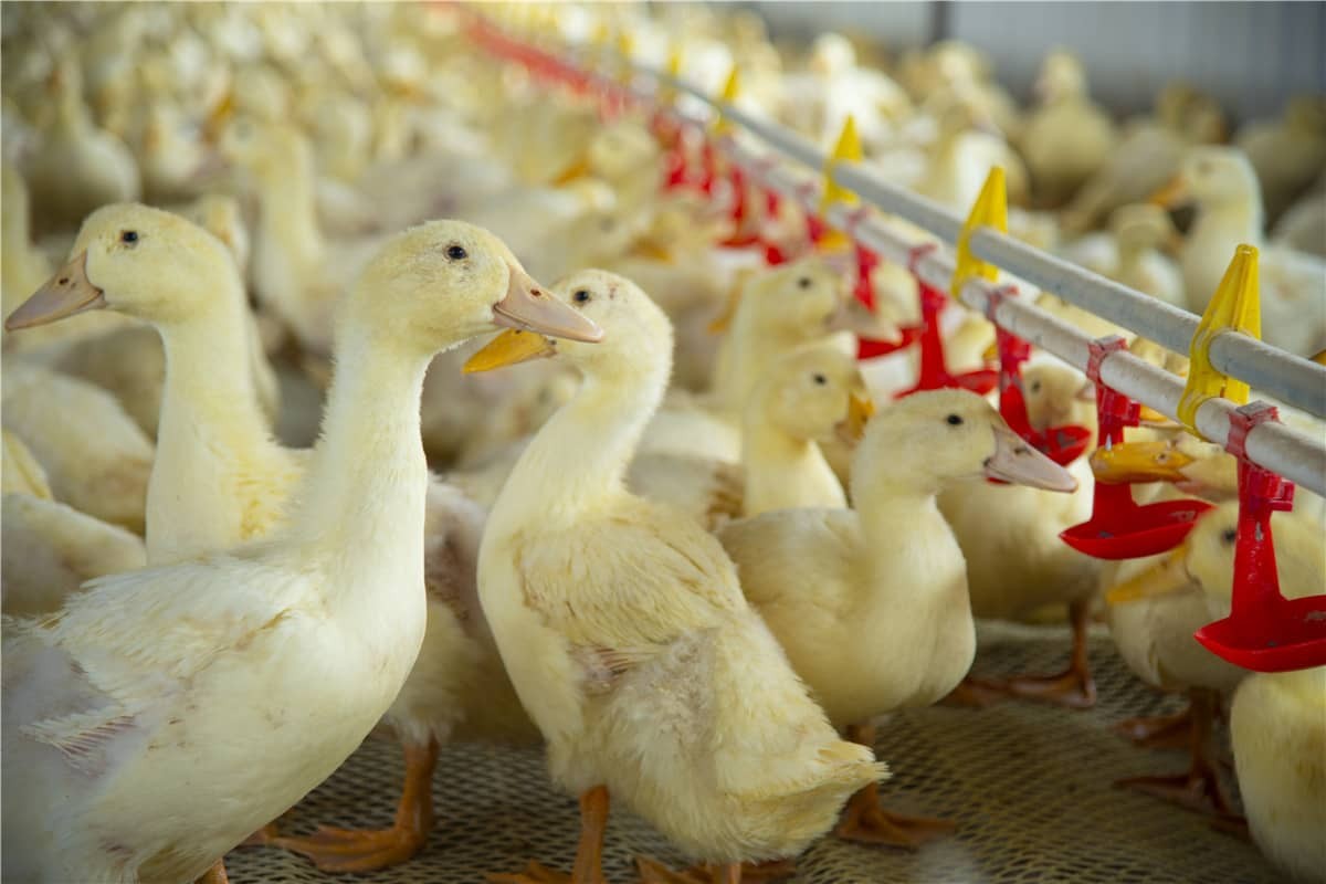 Внедрение технологии RFID в интеллектуальное животноводство