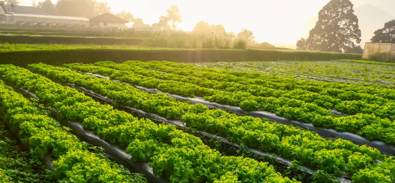 RFID в интеллектуальном сельском хозяйстве: от модулей UHF RFID до наклеек для отслеживания и обслуживания техники.